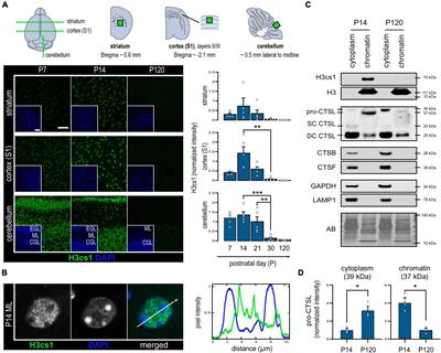 Cystatin B deficiency results in sustained histone H3 tail cleavage in postnatal mouse brain mediated by increased chromatin-associated cathepsin L activity